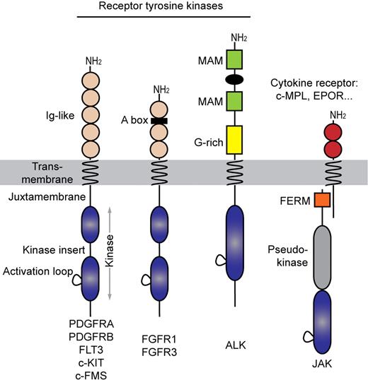 Figure 1. Receptor tyrosine kinase families involved in hematopoietic malignancies. Acidic box (A box), meprin A5 and mu (MAM) proteins, and glycine-rich (G-rich) indicated.