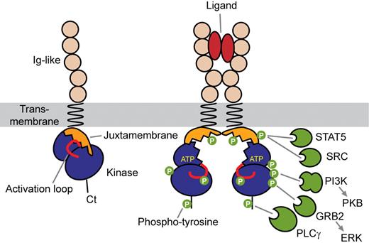 Figure 2. Mechanism of type III receptor activation. Ligand binding causes receptor dimerization and phosphorylation of regulatory tyrosine redsidues. Phosphotyrosines then act as docking sites for SH2 domains of a variety of signal transduction proteins.