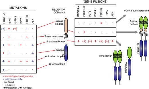 Figure 3. RTK gene alterations in hematopoietic malignancies and other cancer types. Mutations found in hematopoietic malignancies (red symbols) and solid tumors (blue symbols) are shown. The symbol (+) indicates less than 5 reported cases. Asterisk (*) indicates translocation with the IGH locus not affecting the open reading frame.