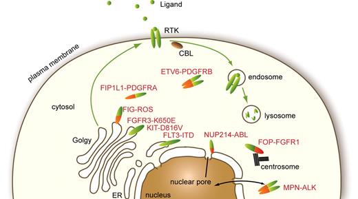 Figure 4. Cellular localization of normal and mutated RTK. Physiologic RTK traffic within the cell and reported subcellular localizations of a few oncogenes found in hematopoietic malignancies are shown.