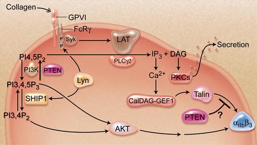 Schematic representation of the signaling pathway induced by collagen, emphasizing the regulatory role of PTEN. Professional illustration by A. Y. Chen.