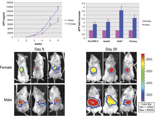 Figure 1. Male NOD/SCID/IL-2Rgnull mice more efficiently support human HCC progression than syngeneic female mice. (Top panels) HCC tumors grow faster and have a higher volume in male than female NSG recipients. PLC/PRF-5 and SNU-387 derived from female patients and HepG2, HUH7, SNU-475, and a primary HCC derived from male patients (105 cells/20μL) were injected orthotopically in the subsera of the liver of 8-week-old male and female NSG mice. (A) HUH7 tumor growth was monitored by weekly detection of human α-fetoprotein (AFP) secreted specifically by tumor cells in the plasma by a chemoluminescent particles immunoassay (CMIA) and analyzed in an ARCHITECT optical system (Abbott Laboratories). Results are mean ± SD (female n = 10, males n = 15). (B) Human AFP levels at sacrifice reveals that hepatic tumors are larger in all HCC cells lines tested and in a primary HCC culture. SNU-387 and SNU-475 were found to be not tumorigenic in this animal model. (Bottom panels) Ventral views of the orthotopic TGL-HUH7 tumor model. Tumor progression was followed using the IVIS Imaging System (Xenogen) weekly. A strong statistical association between mean bioluminescence and plasma AFP (in mg/mL) was found (R2 = 0.914).