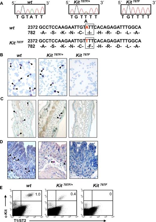 Figure 1. Kit787F mice carrying a point mutation in c-Kit are MC-deficient. (A) Identification of the Kit787F mutation. A single nucleotide transversion (A to T) results in 787F of the polypeptide chain. The sequence electropherograms of wild-type (wt), heterozygous animals (Kit787F/+), and homozygous mutants (Kit787F) genomic DNAs are shown in the upper panel. Cytospins (B) or sections of ear tissue (C) and trachea (D) from wild-type, heterozygotes (Kit787F/+), or Kit787F mice were subjected to toluidine blue staining (B-C) or naphtolesterase staining (D) and counterstained with hematoxylin. Photos were taken with a light microscope under 200× (C) or 400× (B,D) magnification. (E) Flow cytometric analysis of peritoneal MCs (c-Kithigh, T1/ST2high). Percentages of double-positive cells are indicated. One representative experiment of 6 is shown.