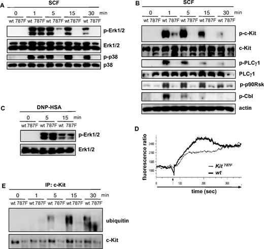 Figure 4. The 787F mutation impairs c-Kit downstream signaling. (A) BMMCs from wild-type (wt) and Kit787F (787F) mice were stimulated for the indicated times with SCF (100 ng/mL). Cell lysates were immunoblotted with antibodies specific for (phospho-)Erk1/2 and p38 (A) or (phospho-)c-Kit, PLCγ1, p90Rsk, Cbl, and actin (B). (C) IgE-preloaded BMMCs from wild-type (wt) and Kit787F (787F) mice were stimulated for the indicated times with antigen (DNP-HSA; 50 ng/mL). Lysates were immunoblotted with antibodies specific for (phospho-)Erk1/2. (D) BMMCs from wild-type and Kit787F mice were stimulated with SCF (100 ng/mL), and calcium mobilization was measured. The arrow marks the SCF addition. BMMCs generated from 3-5 mice of each genotype were analyzed. Comparable results were obtained with BMMCs from different cultures. Representative curves are shown. At least 3 independent experiments were performed. (E) BMMCs from wild-type (wt) and Kit787F (787F) mice were stimulated for the indicated times with SCF (100 ng/mL). Cellular lysates were subjected to immunoprecipitation using an antibody against c-Kit, and immunoprecipitated c-Kit was analyzed by immunoblotting for ubiquitin. Immunoblotting with c-Kit–specific antibodies served as a loading control.