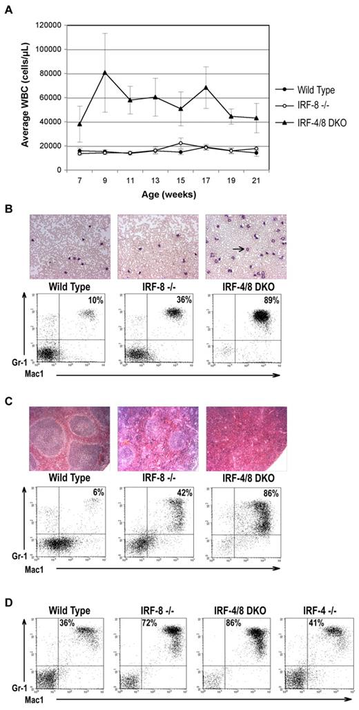 Figure 1. IRF-4 deficiency exacerbates the development of CML-like MPD in IRF-8 KO mice. (A) Average WBC counts in wild-type, IRF-8 KO, and IRF-4/8 DKO mice over the course of a 21-week experiment. (B) Representative PB smears and FACS profiles of peripheral WBCs obtained from animals at the age of 9 weeks. IRF-4/8 DKO animals have expansion of cells with granulocytic morphology (arrow) and staining double positive for the cell surface markers Mac-1 and Gr-1. (C) Hematoxylin and eosin–stained spleens isolated from animals 5 to 6 months of age show complete effacement of the normal microarchitecture by infiltrating granulocytic cells in IRF-4/8 DKO animals, with relative sparing in IRF-8 KO mice. Relative proportions of Mac-1+/Gr-1+ cells are shown in the accompanying FACS analyses. Image acquisition informaton: Zeiss Axioskop 40 microscope; blood smears: 20×/0.45 Ph2; spleens: 10×/0.25; Zeiss AxioCam MRc; AxioVision Red 4.6 software; PowerPoint and Adobe Photoshop 7.0. (D) Representative FACS analysis of BM cells obtained from animals 5 to 6 months of age. The IRF-4/8 DKO animal shows massive expansion of Mac1+ and Gr1+ granulocytes.