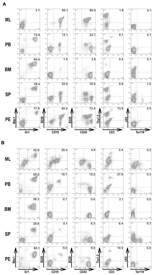 Figure 5. Immunophenotyping of leukemic cells in moribund IRF-4/8 DKO and IRF-4+/−IRF-8−/− mice. Cells isolated from ML, PB, BM, spleen (SP), and pleural effusion (PE) of moribund IRF-4/8 DKO (A) and IRF-4+/−IRF-8−/− (B) mice were analyzed by flow cytometry. Two-parameter dot plots show expression of lineage-specific antigens as indicated.