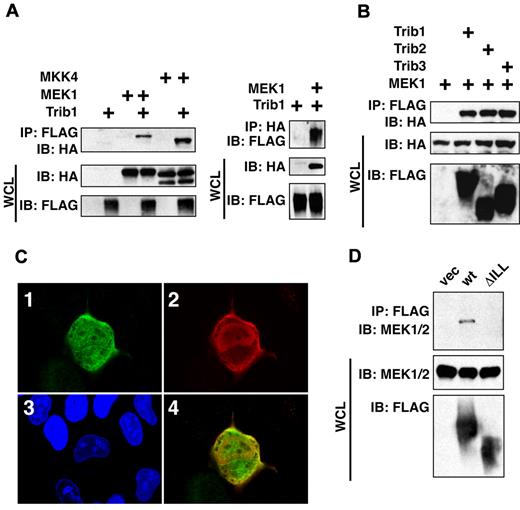 Figure 1. Trib family proteins interact with MAPKKs in vivo. (A) HeLa cells were transiently transfected with FLAG-tagged Trib1 and HA-tagged MEK1 or MKK4. The cell lysates were immunoprecipitated with an anti-FLAG monoclonal antibody and immunoblotted with a rabbit anti-HA antibody (left) or immunoprecipitated with an anti-HA followed by immnunoblotting with anti-FLAG (right). The expression level of each protein was assessed by immunoblotting whole cell lysates (WCL) with anti-HA or anti-FLAG antibodies. (B) HeLa cells were transiently transfected with FLAG-tagged Trib1, Trib2 or Trib3 with HA-tagged MEK1. The cell lysates were immunoblotted with an anti-HA polyclonal antibody. The expression level of each protein was assessed by immunoblotting whole cell lysates with anti-HA or anti-FLAG antibodies. (C) Colocalization of MEK1 and Trib1. Trib1 and MEK1 were detected by immunofluorescence using an anti-FLAG antibody followed by a FITC-labeled secondary antibody or an anti-HA antibody followed by a TRITC-labeled secondary antibody. i, HA; ii, FLAG; iii, DNA; iv, Merge. (D) Coimmunoprecipitation between Trib1 and endogenous MEK1 in HeLa cells. The cell lysates were immunoprecipitated with an anti-FLAG monoclonal antibody and immunoblotted with a rabbit anti-MEK1/2 antibody. The expression level of each protein was assessed by immunoblotting whole cell lysates (WCL) with anti-MEK1/2 or anti-FLAG antibodies.