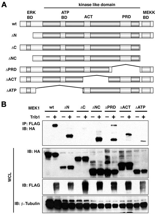 Figure 2. Trib1 interaction domains in MEK1. (A) Constructs of MEK1 mutants. BD indicates binding domain. (B) U2OS cells were transiently transfected with FLAG-tagged Trib1 and HA-tagged MEK1. The cell lysates were immunoprecipitated with an anti-FLAG polyclonal antibody and immunoblotted with an anti-HA monoclonal antibody. The expression level of each protein was assessed by immunoblotting whole cell lysates with anti-HA or anti-FLAG antibodies. ACT indicates activation domain; and PRD, proline-rich domain
