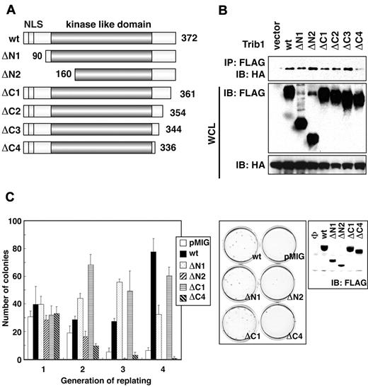 Figure 3. The Trib1 regions required for enhanced self-renewal activity of bone marrow cells. (A) Constructs of Trib1 mutants. NLS indicates a nuclear localization signal. (B) HeLa cells were transiently transfected with FLAG-tagged Trib1 and HA-tagged MEK1. The cell lysates were immunoblotted with an anti-HA polyclonal antibody. The expression level of each protein was assessed by immunoblotting whole cell lysates with anti-HA or anti-FLAG antibodies. (C) Replating assay. Primary murine bone marrow cells were infected with retroviruses bearing the indicated mutants. The colony numbers in methylcellulose culture during 4 serial replatings were measured. The means ± SDs from 3 independent experiments are shown (left). Representative results of methylcellulose cultures are shown at center. Expression of FLAG-tagged Trib1 mutants in packaging cells was detected by immunoblotting with anti-FLAG mAb (right).