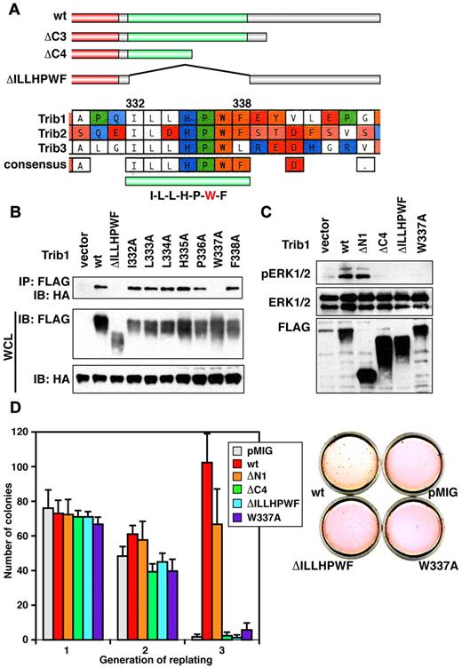 Figure 4. Identification of the Trib1 motif required for MEK1 binding, enhanced ERK phosphorylation and self-renewal activity. (A) Constructs of Trib1 mutants and a conserved amino acid motif in Trib family proteins. (B) HeLa cells were transiently transfected with FLAG-tagged Trib1 and HA-tagged MEK1. The cell lysates were immunoblotted with an anti-HA polyclonal antibody. The expression level of each protein was assessed by immunoblotting whole cell lysates with anti-HA or anti-FLAG antibodies. (C) Mouse primary bone marrow cells were infected with indicated FLAG-Trib1 retroviruses. The cell lysates were immunoblotted with the indicated antibodies. (D) Replating assay. Primary bone marrow cells were infected with the indicated retroviruses. The colony numbers in methylcellulose culture during 3 replatings were measured. The means ± SDs from 3 independent experiments are shown (left). The representative results of methylcellulose culture are shown (right).
