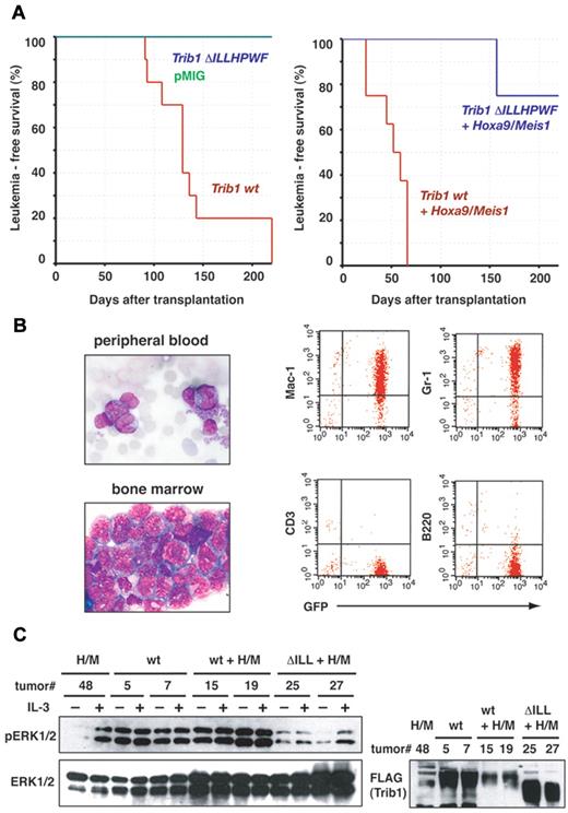 Figure 5. The ILLHPWF sequence is required for Trib1 leukemogenic activity. (A) Leukemia-free survival of animals was compared. Kaplan-Meier survival curves are shown for Trib1 wt (n = 10), Trib1 ΔILLHPWF (n = 10) and pMYs-GFP (n = 8; left), or for Hoxa9/Meis1 + Trib1 wt (n = 8) and Hoxa9/Meis1 + Trib1 ΔILLHPWF (n = 8; right). (B) Representative phenotypes of Trib1-induced AML. Left: leukemic cells in peripheral blood and bone marrow smears (Wright-Giemsa staining). Original magnification, 1000×. Right: flow cytometric analysis. (C) Leukemic cells expressing Hoxa9-Meis1 (H/M), Trib1 wt (wt), Trib1 wild-type/Hoxa9-Meis1 (wt + H/M) and Trib1 ΔILLHPWF/Hoxa9-Meis1 (ΔILL + H/M) were cultured in the absence of IL-3 for 16 hour (−IL-3) and then stimulated with IL-3 for 15 minutes (+IL-3). The cell lysates were immunoblotted with indicated antibodies.