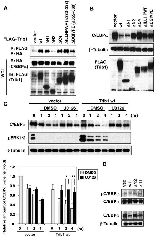 Figure 6. Degradation of C/EBPα by Trib1 is dependent on the MAP kinase pathway. (A) Interaction between Trib1 and C/EBPα. 293 cells were transiently transfected with FLAG-tagged Trib1 and HA-tagged C/EBPα. The expression level of each protein was assessed by immunoblotting whole cell lysates with anti-HA or anti-FLAG antibodies. (B) NH112 cells were infected with the indicated FLAG-Trib1 retroviruses. The cell lysates were immunoblotted with indicated antibodies. (C) NH112 cells infected with an empty retrovirus (vector) or the Trib1 retrovirus (Trib1 wt) were treated with cycloheximide with/without U0126 for the indicated periods. The cell lysates were immunoblotted with the indicated antibodies. The relative intensities of C/EBPα bands compared with β-tubulin bands are measured (bottom). The values are means ± SE s from 4 independent experiments. Statistical signicicances were confirmed using the Mann-Whitney test with the Dunn-Sidak post hoc test (*P = .026, **P = .00866), and 1-way analysis of variance for repeated measures with the Dunnett test was also performed. Full description for the statistical analysis is available as supplemental information. (D) Phosphorylation status of C/EBPα serine 21 was assessed in NH112 cells infected with an empty retrovirus (vec), wild-type Trib1 (wt), ΔN2 mutant (ΔN2), or ΔILLHPWF (ΔILL) mutant retroviruses. The expression of total C/EBPα is shown at the bottom with β-tubulin as a loading control, and phosphorylated C/EBPα (pC/EBPα) in equal amounts of total C/EBPα is exhibited at the top panel.