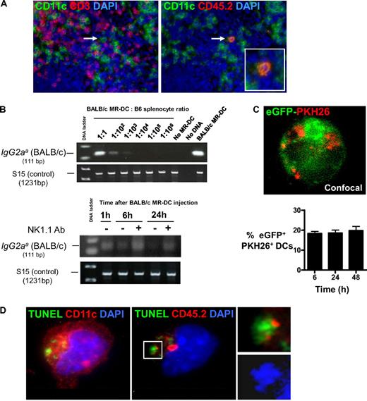 Figure 5. Donor-derived MR-DCs are processed by recipient DCs in vivo. (A) Migration of intravenously injected BALB/c MR-DCs (CD45.2+) into B6 mouse (CD45.1+) spleen, analyzed by fluorescence microscopy on tissue sections, 24 hours after MR-DC injection. Arrow points to a BALB/c MR-DC homed in the T-cell area of a splenic follicle. Nuclei were stained blue with DAPI (original magnification × 200). (B) Detection by PCR of the BALB/c IgG2aa allele after BALB/c MR-DC injection intravenously into B6 mice. (Top) Assay sensitivity. (Bottom) Detection by PCR of BALB/c MR-DCs mobilized to spleens of B6 mice 1, 6, or 24 hours after MR-DC injection. Host B6 mice were treated (+) or not (−) with the NK cell-depleting Ab NK1.1. The housekeeping gene S15 is shown to confirm equal DNA loading between samples. (C) Confocal image of a cytospin showing one recipient (eGFP+) splenic DC with fragments (in red) derived from PKH26-labeled BALB/c MR-DCs injected intravenously 12 hours earlier (original magnification × 400). Percentages of recipient splenic eGFP+ DCs with material acquired from PKH26-labeled BALB/c MR-DCs, assessed on cytospins by microscopy at different times after MR-DC injection. (D) Cytospin showing one recipient (B6) splenic DC (CD11c+, far red) containing phagocytosed apoptotic cell fragments (TUNEL+, green) derived from CD45.2+ (red) BALB/c MR-DCs injected intravenously. Nuclei were stained with DAPI. The area marked in the figure is shown in detail in the inset. Confocal, fluorescence microscopy (original magnification ×400).
