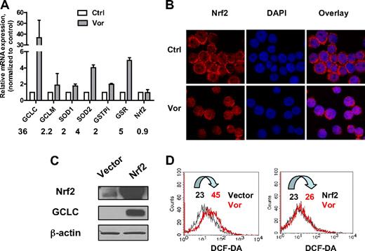 Figure 3. Effect of vorinostat on Nrf2-regulated antioxidant genes. (A) Up-regulation of mRNA expression of various antioxidants after vorinostat treatment. U937 cells were treated with 2μM vorinostat for 20 hours and mRNA expression of the indicated genes before and after treatment were compared by real-time PCR analysis. Numbers indicate fold change in treated cells compared with untreated cells. Bars represent mean ± SD from 3 experiments. (B) Vorinostat induced translocation of Nrf2 from cytosol to nucleus. U937 cells were treated with 2μM vorinostat for 18 hours and then cytospun. Cells were fixed and labeled for Nrf2 protein (red) and nucleus (blue, 4,6-diamidino-2-phenylindole) as described in “Immunofluorescence and confocal microscopy.” Images were taken by Nikon Eclipse TE2000 confocal microscope with 40×/1.30 numeric aperture oil objective lens. Ctrl indicates control cells without treatment; and Vor, vorinostat. (C) HEK293 cells were transfected with empty vector only or vector with Nrf2 cDNA. Overexpression of Nrf2 and increase of GCLC were verified by Western blot analysis 40 hours after transfection. (D) Nrf2 prevented ROS induced by vorinostat. Cellular H2O2 levels before and after 5μM vorinostat incubation for another 24 hours in HEK293 cells transfected with empty vector or Nrf2 were detected by flow cytometric analysis. Vor indicates vorinostat. Numbers indicate mean values of H2O2 levels.