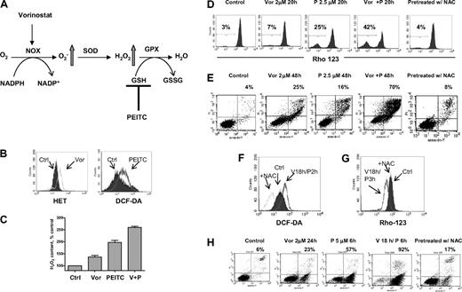 Figure 4. Combination of vorinostat and PEITC induced ROS-mediated apoptosis. (A) Illustration of biochemical strategy to enhance cellular ROS accumulation. Vorinostat induced NOX-derived O2−, which is further converted to H2O2. PEITC was used to inhibit H2O2 elimination by GSH system and thus caused further ROS stress. (B) Treatment with 2μM vorinostat and 2.5μM PEITC for 18 hours caused significant increase of O2− and H2O2 in U937 cells, respectively, as detected by fluorescent probes Het and DCF-DA. (C) Quantitative analysis of H2O2 accumulation induced by 2μM vorinostat alone (Vor), 2.5μM PEITC alone, and vorinostat plus PEITC (V + P). Bars represent mean ± SD from 3 experiments. (D) Change of mitochondrial transmembrane potential in U937 cells treated with the indicated compounds was detected by flow cytometry using rhodamine-123. Numbers indicate percentage of cells with loss of transmembrane potential. Pretreatment with 5mM NAC 1 hour before coadministration of vorinostat and PEITC completely blocked the loss of transmembrane potential induced by such combination. (E) Apoptosis induced by the indicated compounds and protection of cell death by pretreatment with 5mM NAC 1 hour before was detected by double staining of annexin V/PI. Numbers indicate percentage of cell death population. (F-G) Incubation with 2μM vorinostat for 18 hours followed by 5μM PEITC for another 2 hours (V18h/P2h) also induced significant increase of H2O2 in U937 cells and subsequent decrease of mitochondrial transmembrane potential (V18h/P3h, vorinostat for 18 hours followed by PEITC for 3 hours). Pretreatment with 5mM NAC 1 hour before inhibited both increase of H2O2 and loss of mitochondrial transmembrane potential (+NAC). (H) Incubation with 2μM vorinostat for 18 hours followed by 5μM PEITC for 6 hours resulted in tremendous apoptosis as demonstrated by annexin V/PI assay. Pretreatment with 5mM NAC significantly prevented the cell death induced by the combination treatment. Numbers indicate percentage of apoptotic cell death population.