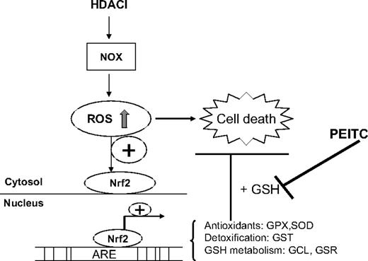 Figure 7. Proposed model of combination effect of an HDACI and PEITC on leukemia cells. An HDACI activates NOX and induces ROS stress, which contributes to cellular damage and cytotoxicity. As a secondary response, increase of ROS also results in translocation of Nrf2, a transcription factor, from cytosol to nucleus, leading to up-regulation of its downstream targets, including antioxidants and phase 2 detoxification genes. Among these genes, the effectiveness of GST to detoxify foreign compounds depends on GSH levels, which is determined by GCL, the key enzyme for glutathione synthesis and GSR, the enzyme responsible for glutathione regeneration. GPX relies on glutathione as a substrate to eliminate H2O2. As such, GSH system is critical for cellular defense against oxidative injury. Addition of PEITC, the compound capable of depleting cellular GSH, inhibits such defense system and potentiates the antileukemia activity of HDACIs.