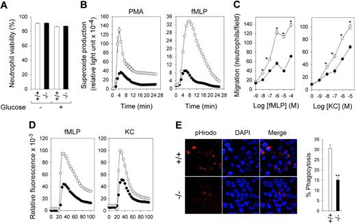 Figure 2. Annexin V–depleted BM neutrophils from G6pc3−/− mice exhibit impaired function. The annexin V–depleted BM neutrophils were isolated from 6- to 8-week-old unaffected (+/+, ○) and G6pc3−/− (−/−, ●) littermates as described in “Depletion of apoptotic cells from neutrophils.” (A) Neutrophil viability. The viability of annexin V–depleted BM neutrophils before (Glucose −) or after incubation for 30 minutes in 5.6mM glucose (Glucose +) was estimated by trypan blue exclusion. Results represent the mean ± SEM of quadruplet determinations. (B) Neutrophil respiratory burst activity in response to 200 ng/mL PMA. (C) Neutrophil concentration–dependent chemotaxis in response to fMLP and KC. *P < .05. (D) Calcium flux in response to 10−6M fMLP or KC. Representative experiments are shown. (E) Neutrophil phagocytosis activity. Representative immunofluorescence of cells with phagocytosed pHrodo E coli bioparticles (red fluorescence) and DAPI nuclei staining (blue fluorescence) at 400× magnification, and quantification of bioparticle-positive neutrophils incontrol and G6pc3−/− mice. Data represent the mean ± SEM of 3 independent experiments. **P < .005.