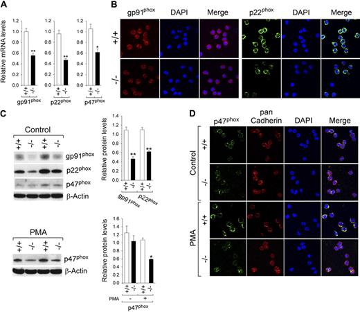 Figure 4. Analysis of the expression of NADPH oxidase in G6pc3−/− neutrophils. Annexin V–depleted BM neutrophils were isolated from 6- to 8-week-old unaffected (+/+) and G6pc3−/− (−/−) littermates as described in “Depletion of apoptotic cells from neutrophils.” (A) Quantification of gp91phox, p22phox, and p47phox mRNA by real-time RT-PCR. Data represent the mean ± SEM of 3 independent experiments. *P < .05, **P < .005. (B) Representative immunofluorescence analysis of gp91phox (red fluorescence) or p22phox (green fluorescence) and DAPI nuclei staining (blue fluorescence) at 400× magnification. (C) Western blot analysis of protein extracts using antibodies against gp91phox, p22phox, p47phox or β-actin. Data from 2 pairs of littermates are shown and each lane contains 50 μg of protein. The relative protein levels of gp91phox, p22phox, p47phox were quantified by densitometry of 4 separate pairs of Western blots. *P < .05; **P < .005. (D) Representative immunofluorescence analysis of p47phox (green fluorescence), pan Cadherin membrane staining (red fluorescence), and DAPI nuclei staining (blue fluorescence) at 400× magnification.