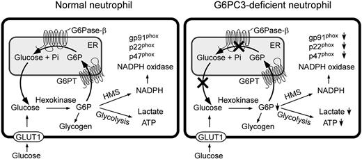 Figure 7. Proposed pathways for G6P metabolism in normal and G6PC3-deficient neutrophils. Glucose transported into the cytoplasm via GLUT1 is metabolized by hexokinase to G6P which can participate in glycolysis, hexose monophosphate shunt (HMS), glycogen synthesis, or be translocated into the lumen of the ER by the G6PT. In normal neutrophils, G6P localized within the ER lumen can be hydrolyzed by G6Pase-β and the resulting glucose transported back into the cytoplasm to reenter any of the previously mentioned cytoplasmic pathways. However, in G6PC3-deficient neutrophils, which lack a functional G6Pase-β, ER-localized G6P cannot be recycled to the cytoplasm. The GLUT1 transporter, responsible for the transport of glucose in and out of the cell, is shown embedded in the plasma membrane. The G6PT, responsible for the transport of G6P into the ER and G6Pase-β, responsible for hydrolyzing G6P to glucose and phosphate, are shown embedded in the ER membrane.