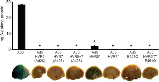 Figure 1. Liver transduction of hexon modified Ad5 vectors using 1 × 1011 vp per mouse. β-galactosidase transgene expression of Ad5 and hexon modified adenoviral vectors after high-dose administration of Ad to macrophage-depleted mice. Animals were killed 48 hours after injection and livers harvested for analysis. (*P < .0001 vs Ad5, n = 5).