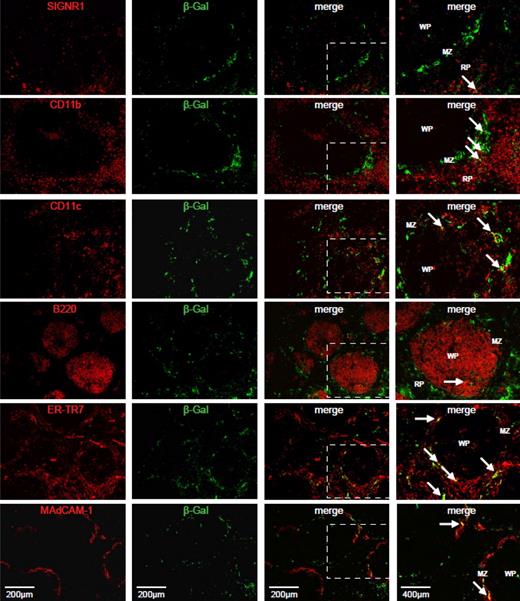 Figure 6. Colocalization of viral transgene expression with spleen cell markers after treatment with clodronate liposomes. Frozen spleen sections (6 μm) were stained with antibodies for SIGNR1, CD11b, CD11c, B220, ER-TR7, and MAdCAM-1 in combination with an antibody to viral transgene, β-galactosidase (Table 1). Single stained and merged images are presented. An enlarged portion of each merged image is displayed in the far right panel, highlighted by a white box. White arrows indicate regions of colocalization (in yellow). WP indicates White pulp; MZ, Marginal zone, and RP, Red pulp. Images are representative of multiple fields of view from 2-4 different animals.