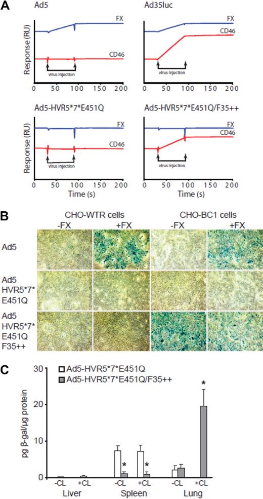 Figure 7. Retargeting of Ad5-HVR5*7*E451Q/F35++ to CD46 in vitro and in vivo. (A) Binding analysis was performed by surface plasmon resonance. Flow cell (Fc)1: blank immobilization; Fc2: 542RU CD46; and Fc4 455RU FX were prepared by amine coupling. Viruses at a concentration of 1011 VP/mL were injected across all 4 flow cells at a flow rate of 30 μL/minute in 10 mM HEPES pH 7.4; 150 mM NaCl; 5 mM CaCl2; 0.005% Tween 20. Representative subtracted sensorgrams (Fc2-Fc1; Fc3-Fc1; Fc4-Fc1) for each virus show the relative change in response (RU). The sensorgrams are off set for easier visualization. (B) Xgal staining of CHO-WTR and CHO-BC1 cells using 1000 viral particles of Ad5, Ad5-HVR5*7*E451Q, and Ad5-HVR5*7*E451Q/F35++ vectors in the presence or absence of FX (*P < .05 vs PBS control). (C) Analysis of β-gal transgene expression in the liver, spleen and lung tissue after the intravascular administration of 1 × 1011 vp into CD46 transgenic mice in the presence or absence of macrophage depletion. (*P < .05 vs Ad5-HVR5*7*E451Q, n = 5).