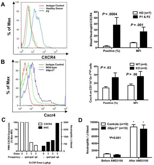 Figure 4. Neutrophil CXCR4 expression in human and mouse G6PC3 deficiency. (A-B) Flow cytometry (FACS). FACS was performed on freshly isolated neutrophils from (A) P1 (brother) and P2 (sister) or (B) freshly isolated bone marrow cells gated for size and CD11b+Gr-1high expression from G6pc3−/− mice, and compared with patterns found in healthy human donors and wild-type mice. Results are shown as representative histograms for patient 2 and for a knockout mouse in the left panels and are summarized as the percentage of CXCR4+ cells and as the MFI in the right panels of A (human) and B (mouse). Human data are from a single experiment performed before the patients were administered G-CSF. Mouse data are the summary of 3 separate experiments with 2 knockout and 2 wild-type mice in each experiment. (C) Effect of G-CSF treatment on neutrophil CXCR4 and ANC. Freshly isolated peripheral blood neutrophils were analyzed by FACS before and after starting G-CSF. ANC and CXCR4 expression on each dose were measured once for each subject after approximately 2 months on that dose. Data are summarized as the average of both subjects for each parameter at each dose and are presented on the same axes as percentage of maximum MFI (where maximum is defined as the MFI of the pre–G-CSF sample; left axis) and as the average ANC (right axis). (D) Effect of acute CXCR4 blockade on mouse ANC. G6pc3 knockout and littermate control mice (G6pc3+/+, n = 4 and G6pc3+/−, n = 6) were injected subcutaneously with 200 μg of the specific CXCR4 antagonist AMD3100. Absolute blood neutrophil counts per microliter were determined immediately before and 2.5 hours after injection. Data are from 2 experiments and are presented as the mean ± SEM.