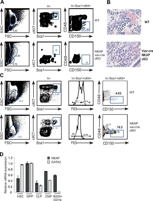 Figure 2. Absence of HSCs from bone marrow of vav-cre NKAP cKO neonates. (A) Early hematopoiesis in total bone marrow single-cell suspensions from WT and vav-cre NKAP cKO neonates was analyzed for LSK (lin−Sca1+cKit+) and SLAM-HSC (lin−Sca1+cKit+CD48−CD150+). (B) Representative H&E staining of fixed bone marrow sections from WT and vav-cre NKAP cKO neonates is shown. Please note that at birth there is little accumulation of fat deposits, which develop with age. (C) Early hematopoietic progenitors were examined in liver from wild-type or NKAP cKO neonates. The resulting suspensions were stained with a lineage cocktail, c-Kit, Sca-1, Flt3, CD48, and CD150 to analyze LSK, as well as MPP (lin−Sca1+cKit+Flt3+), and SLAM-HSC (lin−Sca1+cKit+CD48−CD150+). (D) HSC (Lin−ckithiSca-1+CD27−), MPP (Lin−ckithiSca-1+CD27+), CMP (Lin−ckithiSca-1−), CLP (Lin−IL7R+ckitloSca-1+), and Pre-Pro B cells (CD43+B220+CD19−) were isolated by FACS, and expression of NKAP, GATA2 and 18S was analyzed by Q-PCR. Results shown are the average from triplicate amplifications of a single population sort, normalized to 18S, and then standardized between samples to the expression of either NKAP or GATA2 in the MPP population (= 1.0). Error bars represent SD.
