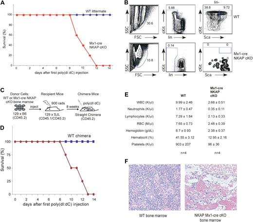 Figure 3. NKAP deletion in Mx1-cre NKAP cKO mice results in lethality and hematopoietic failure. (A) Kaplan-Meier survival curve data of WT (n = 5) and Mx1-cre NKAP cKO (n = 5) treated with poly-IC. (B) Mx-1 cre NKAP cKO and a wild-type littermate were injected intraperitoneally with 200 μg of poly-IC at day 0, 2 and 4. At day 8, HSCs in the bone marrow were analyzed by flow cytometry. Shown is representative data from 3 separate Mx1-cre and wild-type littermate pairs. (C) Schematic representation of the experimental design to generate WT and Mx1-cre NKAP cKO radiation chimeras. (D) Kaplan-Meier survival curve data of WT (n = 4) and Mx1-cre NKAP cKO (n = 4) radiation chimeras treated with poly-IC. (E) CBCs with differential at day 14 (WT chimeras) or at killing when moribund (Mx1-cre NKAP cKO chimeras). Results are from 4 animals in each group. In all of the parameters shown, the difference between WT and vav-cre NKAP cKO pups using the Student t test is significantly significant (P < .002). Data are shown as the average ± SEM. (F) H&E staining of fixed femur sections from a WT and a moribund Mx1-cre NKAP cKO at day 12 after poly-IC induction.