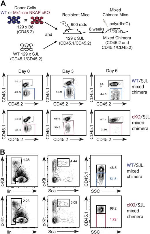 Figure 4. Cell-autonomous requirement for NKAP in HSC maintenance and survival. (A) Schematic representation of the experimental design to generate WT and Mx1-cre NKAP cKO mixed radiation chimeras. In the study of mixed chimeras here and in subsequent figures, WT littermate cells are denoted by blue, Mx1-cre NKAP cKO cells are denoted by red, and competing SJL+ cells are in gray. Longitudinal study evaluating Gr1+ peripheral blood for the relative contribution of WT littermate and Mx1-cre NKAP cKO (CD45.2+CD45.1−), compared with competing WT SJL (CD45.2+CD45.1+) after poly-IC induction. Shown is representative data from 4 WT/SJL and 4 cKO/SJL mixed chimeras. (B) Analysis of contribution of each donor to the HSC pool in the mixed chimeras 12 days after poly-IC induction. Shown is representative data from 2 WT/SJL and 2 cKO/SJL mixed chimeras.