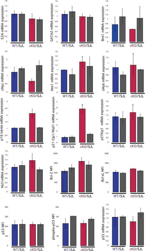 Figure 6. Analysis of genes involved in proliferation and survival in NKAP-deficient HSCs. At day 4 after a single injection of poly-IC, bone marrow LSK cells from WT/SJL and (Mx1-cre NKAP) cKO/SJL mixed radiation chimeras were purified by FACS sorting. mRNA was generated, and examined by Q-PCR for expression of E2A, GATA2, Bmi1, cMyc, Hes1, cMyb, p19, p21 Cip1/Waf1, p27, Mcl1, and p53. Results shown are the average of triplicate amplifications from independent sorts from 2 mice in each group, normalized to 18S RNA. For each gene analyzed, expression was normalized to the expression in one of the replicates of WT littermate LSK. Other graphs (p53, phospho-p53 Ser15, Bcl-2, and Bcl-xL) show mean fluorescence intensity (MFI) from intracellular flow cytometry in LSK cells within each population, and the graphs are the average MFI in each population from 3 mice in each group. Error bars represent SD.