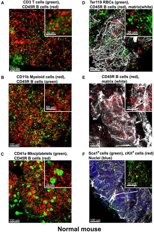 Figure 4. Immunostaining of the normal mouse BM. Mouse BM whole-mount specimens were fluorescently double labeled with various combinations of lineage-specific antibodies for T and B cells, myeloid cells, megakaryocytes/platelets, and erythrocytes. In addition extracellular matrix was also visualized by perlecan staining. Each inset shows a higher magnification of a 100-μm2 area of the corresponding confocal image, these depict a heterogeneous mixture of the main lineage cells: (A) CD3e+ T cells (green) appear scattered and much less numerous than CD45R+ B cells (red). (B) In contrast, CD11b+myeloid cells (red) are more abundant than B cells (green). (C) Megakaryocytes (large cells) and small platelets, both CD41+ (green), appear scattered evenly in the intertrabecullar space. (D) TER119+erythroid cells (green) are numerous and tend to form clusters. (E) CD45R+ B cells (red) are abundant and appear in close proximity to the extracellular matrix network (perlecan, white). (F) Hematopoietic stem and progenitor cells identified as double-labeled Sca1+ and cKit+ are scarce. A complex network of extracellular matrix surrounds and supports the cellular compartments (white in panels D-E). Scale bars are in micrometers. All results are representative of at least 3 independent experiments. Related images appear in supplemental Videos 4 and 5.
