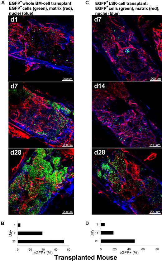 Figure 6. Dynamic analysis of infiltration/expansion of EGFP cells in transplanted mice. Total BM or LSK cells were obtained from B6/EGFP mice expressing EGFP in all tissues and infused into B6 mice irradiated lethally, generating B6/tBM/EGFP or B6/LSK/EGFP mice. BM whole-mount specimens were examined at different time points by confocal microscopy (A,C) and isolated EGFP + hematopoietic cells were quantified by flow cytometry (B,D). (A) BM images of the B6/BM/EGFP mice on days 1, 7, and 28 illustrate: on day 1, massive destruction of extracellular matrix (red) and very few EGFP + cells (green) close to the bone edge; on day 7, remodeling of the extracellular matrix and increased number of EGFP+ cells, in islands beneath the bone edge; and by day 28, a complex network of extracellular matrix (red) and numerous EGFP+ cells evenly distributed. (B) Frequencies of EGFP-expressing cells in BM cells of the B6/BM/EGFP mice on days 1, 7, and 28 by flow cytometry. (C) BM images of the B6/LSK/EGFP mice on days 7, 14, and 28: at day 7, scarce clusters of EGFP+ cells appeared centrally located; at day 14, several clusters of EGFP+ cells were localized both centrally and peripherally, toward the bone edge; and at day 28, islands of EGFP+ cells were visible in the center of the tissue. (D) Frequencies of EGFP-expressing cells in BM cells of the B6/LSK/EGFP mice on days 7, 14, and 28, measured by flow cytometry. Nuclei were stained with DAPI. Scale bars are in micrometers. Related images appear in supplemental Video 7.