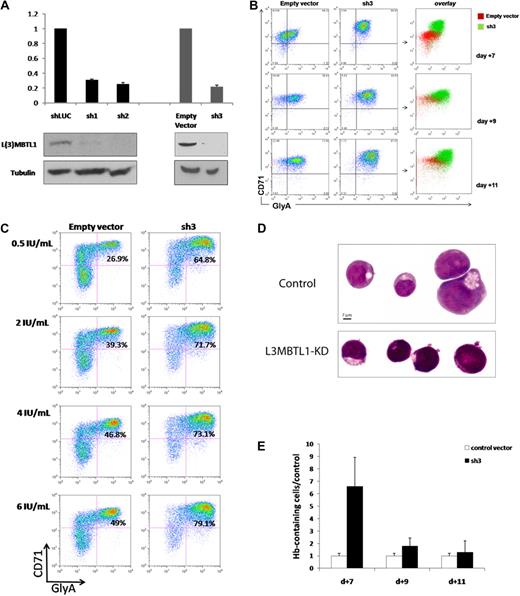 Figure 1. Knockdown of L3MBTL1 promotes the erythroid differentiation of human hematopoietic CD34+ progenitor cells. (A) Lentiviral constructs expressing shRNAs targeting luciferase (control) or L3MBTL1 (sh1 and sh2) led to efficient knockdown in primary CB CD34+ cells, as assessed by Western blot and quantitative RT-PCR. shRNAs of a different backbone (empty vector and sh3) also yielded efficient knockdown of L3MBTL1. All the presented data were confirmed using both sets of constructs. (B) Expression of CD71 and GlyA on human HSPCs, as assayed by flow cytometric analysis at days 7, 9, and 11 of Epo-induced culture. (C) Expression of CD71 and GlyA on human HSPCs, cultured with different concentrations of Epo, as assayed by flow cytometric analysis at 7 days. (D) Cells from panel B were stained with May-Grunwald-Giemsa on day 7 of Epo-induced culture, and their morphology was captured by light microscopy. (E) Epo-exposed cells at days 7, 9, and 11 of Epo-induced culture were resuspended in benzidine solution, and cells that stained dark blue-green were scored as positive.