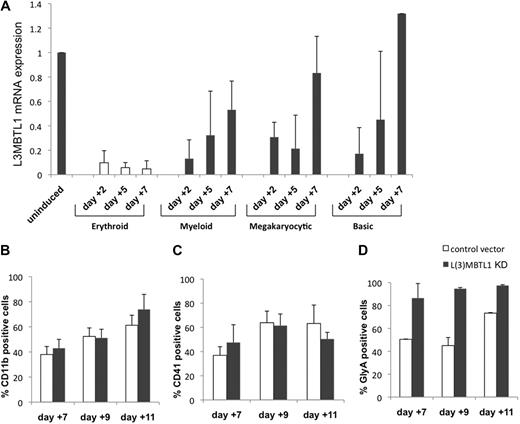 Figure 2. L3MBTL1 knockdown specifically promotes erythroid, but not myeloid or megakaryocytic, differentiation of human CD34+ cells. (A) L3MBTL1 expression levels were assessed by quantitative RT-PCR in normal CD34+ CB cells. The cells were placed in different culture conditions stimulating erythroid, myeloid, and megakaryocytic differentiation for 2, 5, and 7 days. Total RNA was extracted from 2 × 105 cells. (B) Seventy-two hours after lentiviral infection, GFP+CD34+ cells were cultured in myeloid conditions for 7, 9, and 11 days, and the expression of myeloid-specific markers CD11b (CD14 and CD33 not shown) was assessed by flow cytometric analysis (n = 3). (C) Seventy-two hours after lentiviral vector infection, the GFP+CD34+ cells were cultured in megakaryocytic conditions for 7, 9, and 11 days, and expression of the megakaryocytic-specific marker CD41 was assessed by flow cytometric analysis (n = 3). (D) GFP+CD34+ cells, 72 hours after lentiviral vector infection, were cultured in erythroid conditions for 7, 9, and 11 days, and expression of the erythroid-specific marker GlyA was assessed by flow cytometric analysis (n = 3).