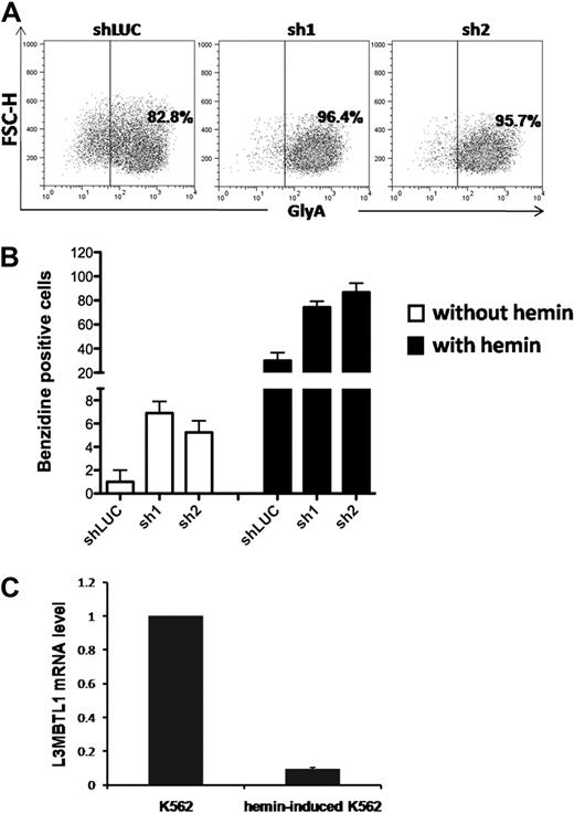 Figure 3. Knockdown of L3MBTL1 induces further erythroid differentiation of K562 erythroleukemia cells. (A) K562 cells, grown in RPMI medium supplemented with 10% fetal bovine serum, without exogenous cytokines or hemin, were infected with lentiviral constructs targeting luciferase (shLUC) or L3MBTL1 (sh1 and sh2). GFP+ cells, sorted by FACS at 72 hours after infection, were analyzed for GlyA expression by flow cytometry. (B) GFP+ K562 cells, before and after exposure to hemin (50μM) for 4 days, were stained with benzidine to assess their Hb content. (C) K562 cells were treated with 50μM hemin for 4 days and the L3MBTL1 mRNA level assessed in the hemin-exposed versus the nontreated cells by quantitative RT-PCR (n = 3).
