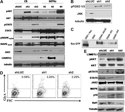 Figure 6. Primary hematopoietic cells lacking L3MBTL1 show Epo-independent phosphorylation of STAT5, AKT, and MAP kinase. (A) Primary GFP+ CD34+ cells were harvested after one week in erythroid culture and lysed, according to standard protocols. Cultured CD34+ cells from MPN patients bearing the JAK2V617F mutation were harvested after 1 week of culture in Epo. Phosphorylation of STAT5, AKT, and MAPK was assessed by Western blot. The protein levels of JAK2, STAT5, AKT, MAPK, and L3MBTL1 were also assessed. (B) Primary GFP+ CD34+ cells were harvested after one week in erythroid culture and FOXO phosphorylation, and JNK expression levels were assessed by Western blot assay. Tubulin serves as a loading control for panels A, B, and E. (C) A total of 2 × 107 GFP+ CD34+ cells, plated in erythroid culture conditions, were tested for Ras activation, by detection of GTP-bound Ras. Cells were lysed and incubated with (GST)-Raf-RBD fusion protein coupled to glutathione agarose beads. GTP-bound Ras was detected by Western blotting using an isoform-specific antibody. (D) Expression of the erythroid markers CD71 and GlyA was evaluated on L3MBTL1-KD CB cells cultured without Epo, in SCF, FLT-3, IL-6, and TPO. (E) After 1 week in culture without Epo, the GFP+ CD34+ cells were lysed, and phosphorylation of STAT5 and AKT was assessed by Western blot analysis. The protein levels of JAK2, STAT5, AKT, MAPK, Raf-1, p16, and L3MBTL1 were also assessed.