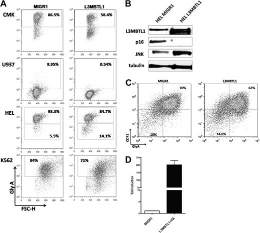 Figure 7. L3MBTL1 restricts erythroid differentiation. (A) GlyA expression was assessed by FACS in the L3MBTL1-HA expressing CMK, U937, HEL, and K562 cells compared with the MIGR1 (empty vector) transduced cells. (B) p16 protein expression levels were determined by Western blot analysis in L3MBTL1-HA HEL cells versus the MIGR1 (empty vector) control HEL cells. JNK and L3MBTL1 levels are also shown. Tubulin served as the loading control. (C) GlyA expression in L3MBTL1-HA expressing CD34+ cells after 3 days of culture with SCF 100 ng/mL and Epo 6 IU/mL, compared with the MIGR1 (empty vector) transduced cells. (D) L3MBTL1 mRNA expression levels in retrovirally infected CD34+ cells, quantified by quantitative PCR (n = 3).
