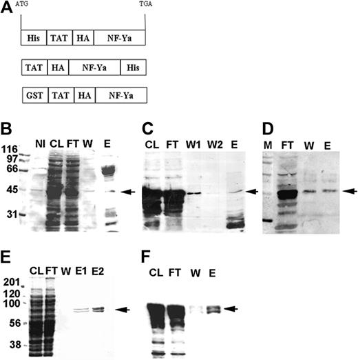 Figure 1. Cloning and purification of TAT-NF-Ya fusion proteins. (A) Design of human TAT-NF-Ya expression constructs. An N-terminal His-TAT-HA-NF-Ya expression construct was generated by cloning a human NF-Ya coding sequence into XhoI and EcoRI sites of the pTAT-HA vector. The C-terminally tagged TAT-HA-NF-Ya-His expression vector was produced by subcloning the TAT-HA-NF-Ya sequence into the pET-21b(+) vector. A GST-TAT-HA-NF-Ya was designed by introducing SalI-TAT-HA-NF-Ya-NotI PCR fragment into pGEX-6p1 plasmid. All PCR products were verified by sequencing. Fusion proteins were expressed using E coli strain Rosetta(DE3)pLysS (Novagen) and induced for 3 hours with 0.1mM isopropyl-β-D-thiogalactoside at 37°C. (B) Coomassie blue-stained SDS-PAGE showing affinity purification of His-TAT-NF-Ya. Western blots of His-TAT-HA-NF-Ya (C) and TAT-HA-NF-Ya-His (D) proteins probed with anti-HA antibody. (E-F) Purification of GST-TAT-HA-NF-Ya: Coomassie-stained gel (E) and immunoblot (F) with anti-GST antibody. Arrows indicate fusion proteins. NI indicates noninduced culture; CL, clear lysate; FT, flow through; W, wash; and E, eluate.