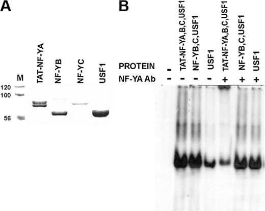 Figure 2. TAT-NF-Ya, NF-Yb, NF-Yc, USF1 complex binds to a HOXB4 promoter. (A) Coomassie-stained purified GST-tagged NF-Y subunits and USF-1, after SDS-PAGE. (B) EMSA detection of specific binding of TAT-NF-Ya protein to the HOXB4 promoter. A total of 50 ng each of NF-Ya, NF-Yb, NF-Yc, and USF1 was incubated for 30 minutes at room temperature with or without 2.5 μg of rabbit polyclonal anti–NF-Ya antibody, incubated with a radiolabeled 99-bp HOXB4 core promoter probe for 30 minutes at 30°C, and then subjected to electrophoresis under nondenaturing conditions on 5% agarose gels. Bands representing protein complexes retarded by complexing with transcription factors and/or antibody were detected by autoradiography. NF-Ya antibody retards a specific band only in the presence of TAT-NF-Ya protein within the reaction mixture.