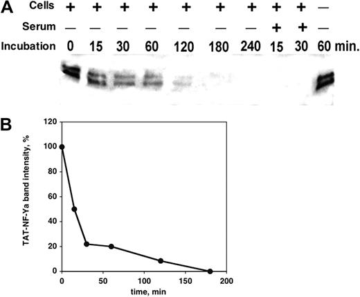 Figure 3. Stability of TAT-NF-Ya in cell culture. (A) Western blot analysis with anti-GST antibody and (B) densitometric quantitation of immunoreactive NF-Ya after exposure to K562 or CD34+ peripheral blood cells, in the presence or absence of FBS. TAT-NF-Ya was stable in cell-free, serum-free medium, but the presence of serum in the culture led to complete disappearance of detectable NF-Ya within 15 minutes. In the culture medium without serum, inclusion of hematopoietic cells also led to TAT-NF-Ya degradation, but at a slower rate.