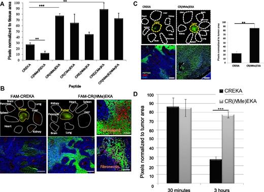 Figure 3. Tumor accumulation of the CREKA peptide and its N/Cα-methylated variants. Mice bearing orthotropic 22Rv1 xenograft tumors were injected intravenously with 200 μg of FAM-labeled CREKA or N/Cα-methylated CREKA peptides, which were allowed to circulate for 3 hours. This time point highlights the differences between nonmodified CREKA and some of the methylated variants (D). The mice were perfused through the heart with PBS, and the organs shown were collected and viewed under ultraviolet light. (A) Quantification of fluorescence with ImageJ software. Several N/Cα-methylated CREKA analogs produced stronger fluorescence than unmodified CREKA. Statistical analyses were performed with analysis of variance. Error bars show SEM (n = 3-4); **P < .01; ***P < .001. (B-C) Representative images from mice injected with the CREKA or CR(NMe)EKA peptides (B, 22Rv1 xenografts; C, LAPC9 xenografts). In the top panels, white dotted lines show where the organs were placed in a macroscopic examination, and the yellow lines outline the tumor. The bottom panels show confocal images of tumor sections from mice injected with the peptides (green) indicated above. Blood vessels were visualized with anti-CD31 (red); nuclei were stained with DAPI (blue). Bars represent 200 μm. (B right panels) Representative confocal image fields illustrate the localization of the CR(NMe)EKA peptide (green) in relation to anti-fibrin(ogen) (red) and anti-fibronectin (magenta) staining used as markers of tumor stroma; nuclei were stained with DAPI (blue). Bar represents 50 μm. (C right panels) Quantification of fluorescence with ImageJ software. Statistical analysis was performed with Student t test. Error bars show SEM (n = 3); **P < .01. (D) Quantification of fluorescence with ImageJ software 15 minutes or 3 hours after peptide injection into 22Rv1 tumor–bearing mice. CR(NMe)EKA produced stronger fluorescence over time than unmodified CREKA. Statistical analysis was performed with Student t test. Error bars show SEM (n = 3-4); ***P < .001. (NMe) and (CMe) indicate an N- or Cα-methylated residue, respectively.