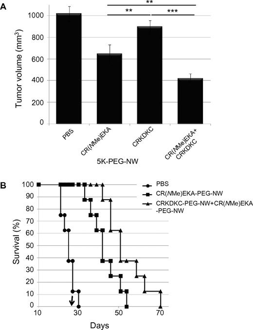 Figure 7. Tumor treatment with targeted nanoworms. Mice bearing orthotopic xenografts of 22Rv1 or LAPC9 human prostate cancer (2 weeks or 10 days after inoculation, respectively) were injected intravenously with nanoworms coated with peptides through a 5-kDa PEG spacer. The particles were administered every other day for 14 days (5 mg of iron per kilogram per day, total cumulative dose 35 mg/kg). (A) Tumor volume 1 day after the last injection in the 22Rv1 model is shown. Statistical analyses were performed with analysis of variance. Error bars show SEM (n = 10-12); **P < .01; ***P < .001. Similar results were obtained in 2 independent experiments. (B) Mice bearing LAPC9 tumors were treated as described in panel A, and survival was monitored over time (n = 8 per group). The arrow indicates the day the nanoworm treatment was stopped.