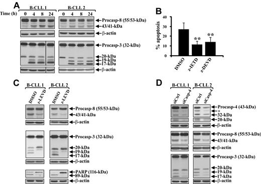 Figure 2. Caspase-4 acts upstream of caspase-8 and -3 processing during spontaneous B-CLL cell apoptosis. (A) Time-course analysis of caspase-8 and -3 proteolytic processing during spontaneous B-CLL cell apoptosis. Western blot analysis was performed in 25 μg whole-cell lysates extracted from freshly isolated B-CLL cells and B-CLL cells cultured in complete medium for the indicated times (n = 12). Protein loading was assessed by reprobing the blots with an anti–β-actin mAb. Vertical lines inserted in caspase-3 blot indicate a repositioned gel lane. The data shown for patients 1 and 2 are representative of 12 patients. (B) Effect of pharmacologic inhibition of caspase-8 and -3 on spontaneous B-CLL cell apoptosis. Apoptosis was evaluated by flow cytometric analysis of hypodiploid nuclei in B-CLL cells cultured for 24 hours in complete medium with 50μM of the caspase-8 inhibitor z-IETD-fmk, 50μM of the caspase-3 inhibitor z-DEVD-fmk, or 0.005% DMSO as control (n = 7). Results are the mean ± SD of all 7 patients examined. **P < .01 (each caspase inhibitor vs DMSO) according to Student t test. (C) Effect of pharmacologic caspase-4 inhibition on caspase-8 and -3 proteolytic processing and PARP degradation. Caspase-8 and -3 processing and PARP degradation were analyzed by Western blot in 25 μg whole-cell lysates extracted from B-CLL cells cultured for 24 hours in complete medium with 50μM of the caspase-4 inhibitor z-LEVD-fmk or 0.005% DMSO as control (n = 6). Protein loading was assessed by reprobing the blots with an anti–β-actin mAb. The data shown for patients 1 and 2 are representative of 6 patients. (D) Effect of caspase-4 down-regulation on caspase-8 and -3 proteolytic processing. Freshly isolated B-CLL cells were transfected with 0.5μM control nontargeting (siCtrl) or caspase-4 siRNA (siCasp-4) as described in “siRNA nucleofection” and then cultured in complete medium for 72 hours (n = 6). Caspase-4, -8, and -3 processing was analyzed by Western blot in 25 μg whole-cell lysates, and protein loading was assessed by reprobing the blots with an anti–β-actin mAb. In caspase-4 blots, separated panels are shown because long X-ray film exposure was necessary to detect the 20-kDa subunit. The asterisk in caspase-4 blots indicates bands derived from unknown cleavage. Data shown for patients 1 and 2 are representative of 6 patients.
