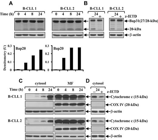 Figure 3. Caspase-8 is involved in Bap31 cleavage and mitochondrial cytochrome c release during spontaneous B-CLL cell apoptosis. (A,C) Time-course analysis of Bap31 cleavage and mitochondrial cytochrome c release during spontaneous B-CLL cell apoptosis. Freshly isolated B-CLL cells were cultured for the indicated times in complete medium (n = 12). Bap31 cleavage (A) was analyzed by Western blot in 20 μg whole-cell lysates, and protein loading was assessed by reprobing the blots with an anti–β-actin mAb. The density of the bands corresponding to Bap20 fragment was evaluated by densitometric analysis. Densitometry units (U) were calculated relative to β-actin. The release of cytochrome c from the mitochondria into the cytosol (C) was analyzed by Western blot in 20 μg of cytosol and mitochondria-enriched fraction (MF) extracts. The blots were reprobed with an anti-COX IV mAb to control the purity of cytosolic fraction and the loading of MF, and with an anti–β-actin mAb as a loading control for cytosolic extracts. (A,C) Data shown for patients 1 and 2 are representative of 12 patients. (B,D) Effect of pharmacologic caspase-8 inhibition on Bap31 cleavage and mitochondrial cytochrome c release. B-CLL cells were cultured for 24 hours in complete medium with 50μM of the caspase-8 inhibitor z-IETD-fmk or 0.005% DMSO as control (n = 7). Bap31 cleavage (B) was analyzed as described in panel A. Cytochrome c levels (D) were analyzed by Western blot in cytosolic fraction (20 μg). The blots were reprobed with an anti-COX IV mAb and an anti–β-actin mAb to control the purity and the loading of cytosolic fraction, respectively. (B,D) Data shown for patients 1 and 2 are representative of 7 patients.