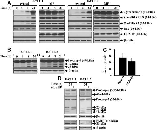 Figure 4. Mitochondrial pathway is activated in ex vivo B-CLL cells, but caspase-9 plays a minor role in their spontaneous apoptosis. (A-B) Time-course analysis of mitochondrial apoptogenic protein release into the cytosol, Bax translocation to the mitochondria, and caspase-9 proteolytic processing during spontaneous B-CLL cell apoptosis. Freshly isolated B-CLL cells were cultured for the indicated times in complete medium (n = 12). The levels of cytochrome c, Smac/DIABLO, Omi/HtrA2, and Bax (A) were analyzed by Western blot in cytosol and mitochondria-enriched fraction (MF) extracts (20 μg). The blots were reprobed with an anti-COX IV mAb to control the purity of cytosolic fraction and the loading of MF, and with an anti–β-actin mAb to control the loading of cytosolic extracts. Caspase-9 proteolytic processing (B) was analyzed by Western blot in 25 μg whole-cell lysates, and protein loading was assessed reprobing the blots with an anti–β-actin mAb. (A-B) Data shown for patients 1 and 2 are representative of 12 patients. (C-D) Effect of pharmacologic caspase-9 inhibition on spontaneous B-CLL cell apoptosis, caspase-8 and -3 proteolytic processing, and PARP degradation. Freshly isolated B-CLL cells were cultured for 24 hours in complete medium with 50μM caspase-9 inhibitor z-LEHD-fmk or 0.005% DMSO as control (n = 7). Apoptosis (C) was evaluated by flow cytometric analysis of hypodiploid nuclei, and results are the mean ± SD of all 7 patients examined. The effect of z-LEHD-fmk on spontaneous B-CLL cell apoptosis is not significant. Caspase-3 and -8 processing and PARP degradation (D) were analyzed by Western blot in 25 μg whole-cell lysates, and protein loading was assessed by reprobing the blots with an anti–β-actin mAb. The data shown for patients 1 and 2 are representative of 7 patients.