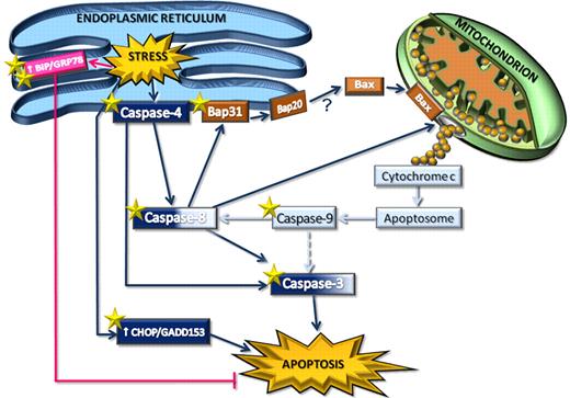 Figure 7. Schematic representation of ER stress-triggered pathways in B-CLL cells, as potential therapeutic targets. ER stress induces activation of the ER membrane-resident caspase-4, which in turn activates caspase-8 and caspase-3, triggering a novel caspase pathway that leads to spontaneous B-CLL cell apoptosis. Caspase-8 connects ER and mitochondria. Indeed, it cleaves the ER membrane-embedded protein Bap31 into Bap20 and is involved in the release of cytochrome c from mitochondria into the cytosol. Caspase-8–driven cytochrome c release is accompanied by the Bax translocation from cytosol to mitochondria, but whether this latter event is caused by Bap20-dependent mechanisms remains to be elucidated (“?”). Cytochrome c release induces activation of caspase-9, which in turn contributes to cleave caspase-8 and, to a lesser extent (broken line), caspase-3. These results suggest that mitochondria-driven caspase-9 activation, converging on caspase-8, induces an amplification of the ER-triggered caspase cascade rather than an efficient mitochondrial pathway. Moreover, ER stress triggers increased expression of CHOP/GADD153, which also contributes to B-CLL cell apoptosis, and BiP/GRP78, which, on the contrary, triggers antiapoptotic signals in B-CLL cells. Both genetic and pharmacologic interventions increase B-CLL cell apoptosis. The star symbols indicate molecular targets for gene silencing (2 stars) and tunicamycin treatment (one star).