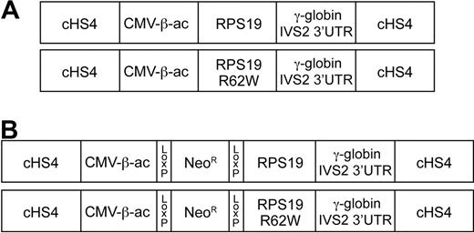 Figure 1. Diagrams of the constructs used to generate transgenic mice. All constructs are flanked by the chicken β-globin HS4 insulator (cHS4). The CMV enhancer/chicken β-actin promoter (CMV-β-ac) is used to express either the wild-type RPS19 cDNA (RPS19) or an RPS19 cDNA with the R62W point mutation (RPS19R62W). After the RPS19 stop codon, the 3′ end of the human γ-globin gene, including 52 bp of exon 2 (out of frame), IVS2, exon 3, and the 3′untranslated region (γ-globin IVS2 3′LTR) are attached to provide sequences for splicing, poly A addition, and mRNA stability. (A) Constructs that allow constitutive expression of the RPS19 transgenes. (B) Constructs that allow conditional expression of the RPS19 transgenes after Cre-mediated excision of the PGK-Neo sequences (NeoR) flanked by Lox P sites that were inserted between the CVM enhancer/chicken β-actin promoter (CMV-β-ac) and RPS19 cDNAs.