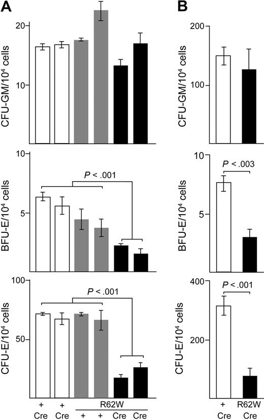 Figure 3. Analysis of hematopoietic colony formation in RPS19R62W transgenic mice. (A) Analysis of CFU-GM, BFU-E, and CFU-E from individual day 13.5 fetal livers. Cells were plated in triplicate. The genotypes of the embryos appear below the bars. The Prion-Cre transgene alone = + Cre (□); the R62W transgene alone = Tg + (□); the R62W transgene plus Prion-Cre = Tg Cre (■). (B) Analysis of CFU-GM, BFU-E, and CFU-E from 4- to 6-week-old mice. The data are compiled from 4 to 6 individual mice; cells from each mouse were plated in duplicate. The genotypes of the embryos appear below the bars. The Prion-Cre transgene alone = + Cre (□); the R62W transgene plus Prion-Cre = Tg Cre (■).