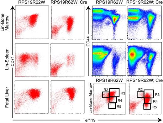 Figure 4. FACS analysis of erythropoiesis in R62W transgenic mice. (Left) Analysis of Lin− bone marrow cells (top) Lin− spleen cells (center) and fetal liver cells (bottom), stained with antibodies against CD71 and Ter119. (Right) Analysis Lin− bone marrow (top) and Lin− spleen cells (center) stained with antibiodies against CD44 and Ter119. (Bottom right) Gates used for sorting. Cells from mice carrying the RPS19R62W transgene alone = RPS19R62W; cells from mice carrying the RPS19R62W transgene and the Prion-Cre transgene = RPS19R62W; Cre.